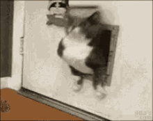 Fatty Cat GIF - Fatty Cat GIFs