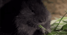 Voles Rodent GIF - Voles Vole Rodent GIFs