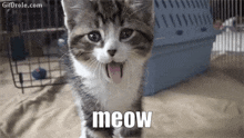 a kitten is standing in front of a blue crate with its tongue hanging out and says meow .