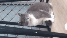 Lonely Cat GIF - Lonely Cat GIFs