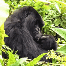 cuddling with my baby searching for rwandas famed mountain gorillas world gorilla day taking a nap sleeping