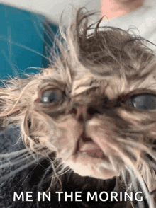 a close up of a cat 's face with the words " me in the moring " below it
