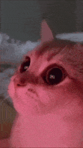 Stunned Cat GIF - Stunned Cat GIFs