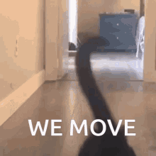 Fuckass Cat We Move GIF - Fuckass Cat We Move Silly GIFs