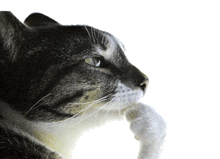 a cat laying down with its paw on its chin