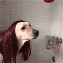 Bisous GIF - Spider Man Dog Dog Licking Spider Man GIFs