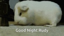 Good Night Rudy GIF - Good Night Rudy Guinea Pig GIFs
