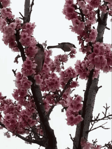 Flower Cherry Blossoms GIF