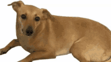 Cachorro Caramelo GIF - Cachorro Caramelo GIFs