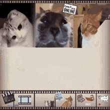 Cats Online GIF - Cats Online Online Meeting GIFs