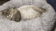 Cat Pet GIF - Cat Pet Sleep GIFs