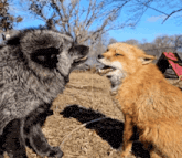 two foxes are standing next to each other with their mouth open