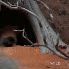 Leaving Nest National Geographic GIF - Leaving Nest National Geographic Meet The Bilby Of Taronga Zoo GIFs
