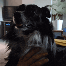 a black and white dog is being held by a person in a dark room