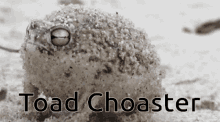 Toad Toaster GIF - Toad Toaster Toad Choster GIFs
