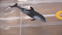 a toy dolphin is jumping out of a plastic bag in the water .