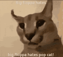 flop big floppa pop cat little bit of trolling