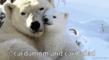 Cardamom Cardadad GIF