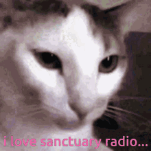 Santuary Radio Cat Dance GIF - Santuary Radio Cat Dance GIFs