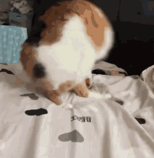 Rolling Cat GIF - Rolling Cat GIFs