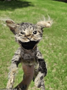a puppet of a cat with a big smile on its face is standing in the grass .