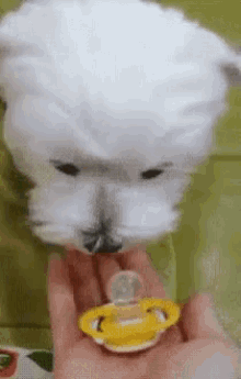 Dog Pacifier GIF - Dog Puppy Pacifer GIFs