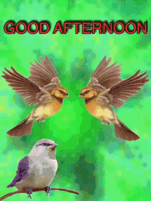 Birds Good Afternoon GIF - Birds Good Afternoon 下午好 GIFs