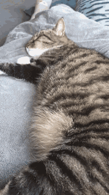 Missy Cat GIF - Missy Cat GIFs