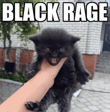 Rage Black Cat GIF - Rage Black Cat Kitteb GIFs