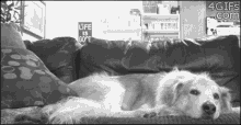Dog Cat GIF - Dog Cat Cuddling GIFs