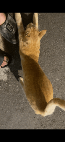 a cat laying on the ground next to a person wearing a crocs sandal