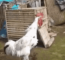 Ayam Semangat GIF - Ayam Jago Semangat Jantan GIFs