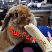 Subpar Hoeing GIF - Subpar Hoeing Bunny GIFs