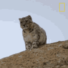 Sit Down Wild Cats Of India GIF - Sit Down Wild Cats Of India Big Cat Kingdom GIFs
