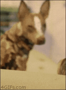 My Buddy Eyes His Ex From Across The Dance Floor & It'S My Job To Keep Him From Sleeping With Her... GIF - Dogs Crazy Angry GIFs