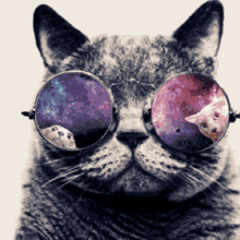 Cat Kitty GIF - Cat Kitty Sunglasses GIFs
