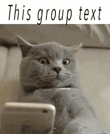 a cat is sitting on a couch looking at a cell phone and making a funny face .