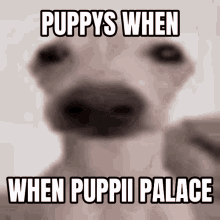 Puppii Palace GIF - Puppii Palace GIFs