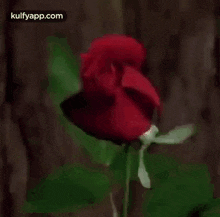 Flower.Gif GIF - Flower Rose Love GIFs