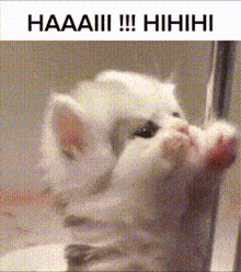 a picture of a kitten with the words haaaiii !!! hihihi