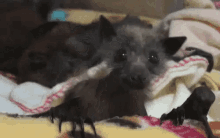 Bat Babybat GIF - Bat Babybat Baby GIFs