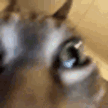 Cat Lagging GIF - Cat Lagging GIFs