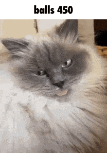 a cat with its tongue hanging out and the words balls 450 above it