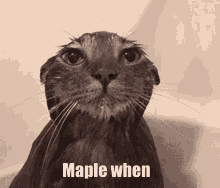 Maple Cat GIF - Maple Cat Water GIFs