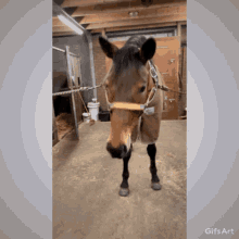 Paard Amadeus GIF - Paard Amadeus Love GIFs