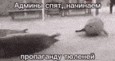 a seal is laying on the ground next to another seal in a foreign language .