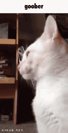 Goober Cat GIF - Goober Cat Tongue GIFs