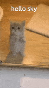 Cat Cut GIF - Cat Cut Hello Kitty GIFs