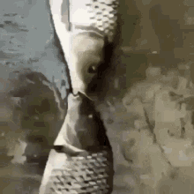 Fish Kissing GIF - Fish Kissing Cute Dog GIFs