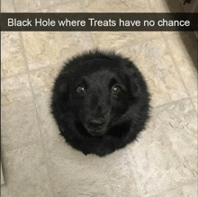 Black Hole Black Dog GIF